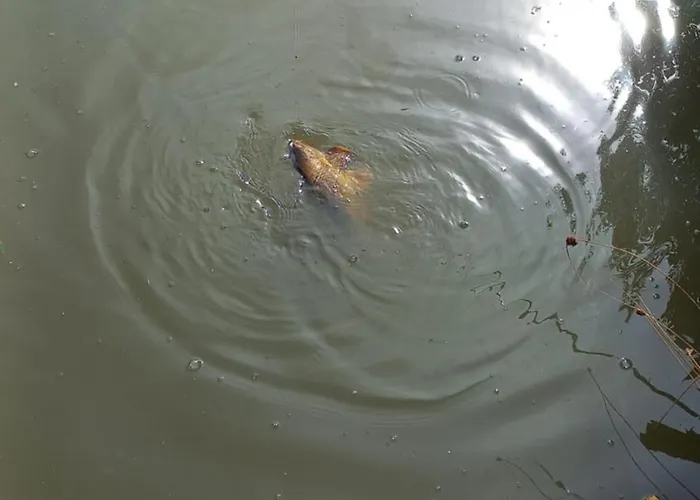 Les Temps Calmes 펜션 Biffontaine